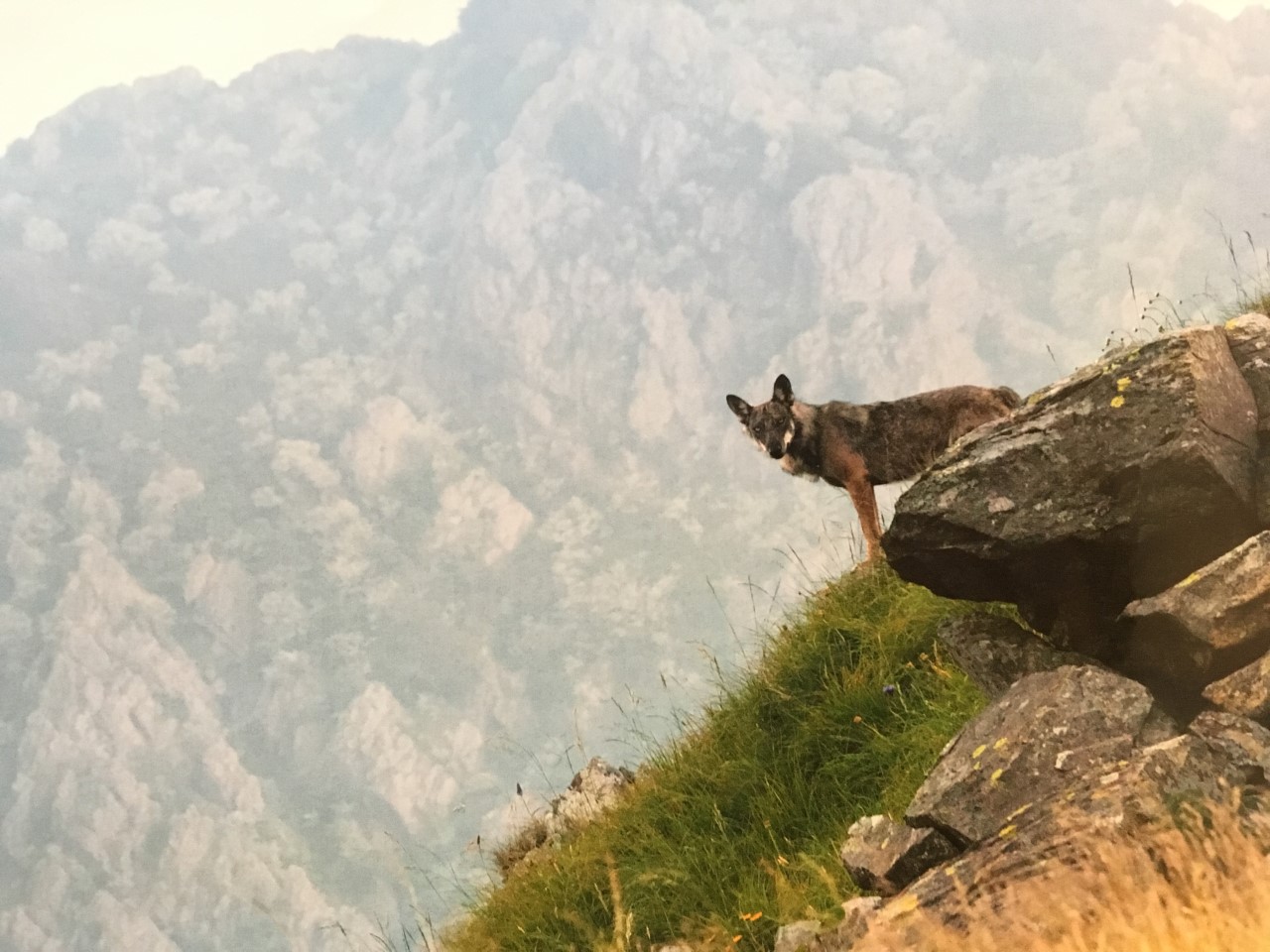 Serate naturalistiche in Val Trebbia 2019