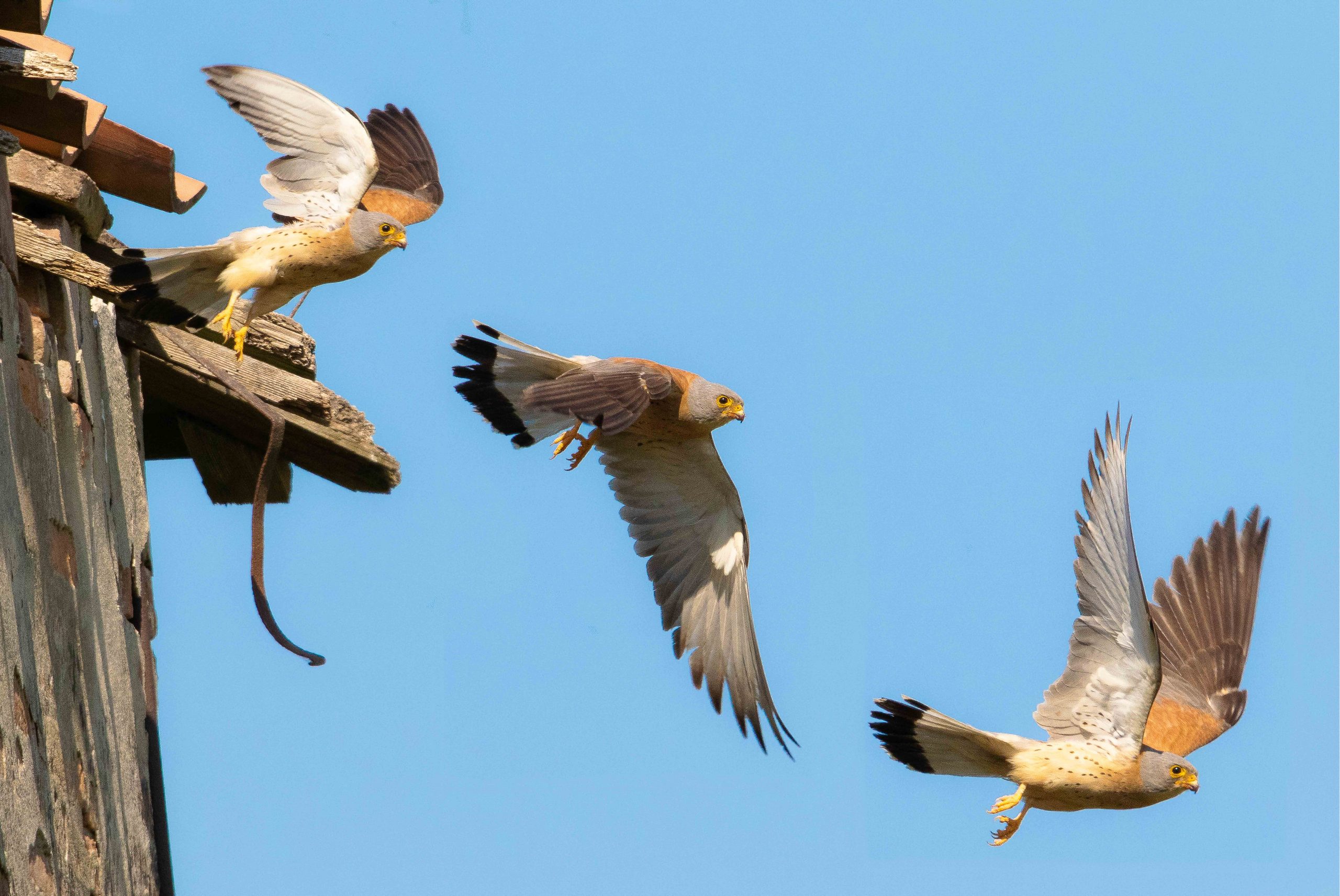Serate naturalistiche GOL 2026 a Lucino di Rodano (MI)
